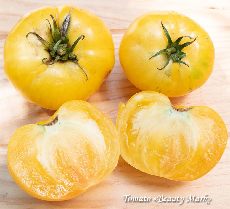 Yellow fleshy tomato "Beauty Mark" Pihvitomaatti keltainen, Жёлтый мясистый томат "Красавец Марк"